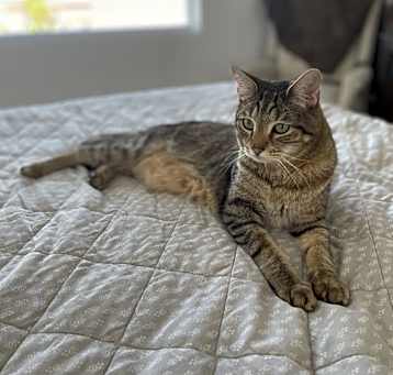 Photo of Ziggy