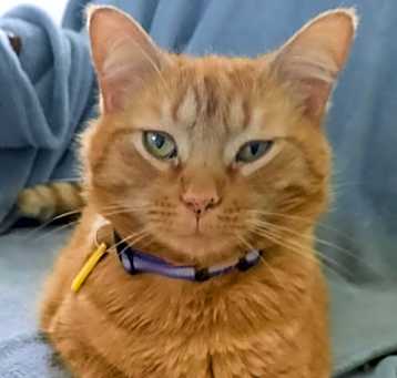 Photo of Mango