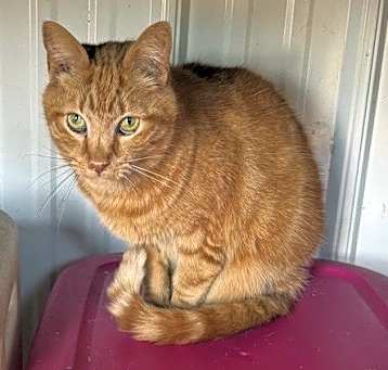 Photo of Marbles