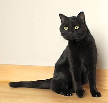 Photo of Blackjack C64595