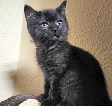 Photo of Daemon