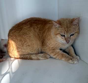 Photo of Marigold