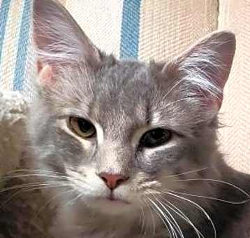 Photo of Sissy bonded to Misty