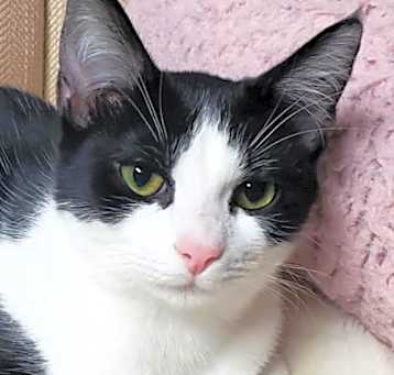 Photo of Misty bonded to Sissy