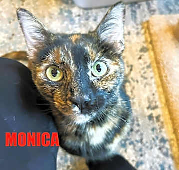 Photo of Monica