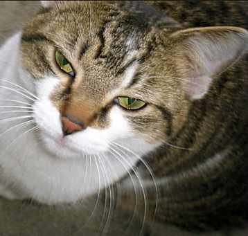 Photo of Marley