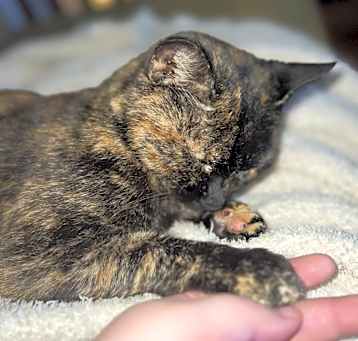 Photo of Sweetie