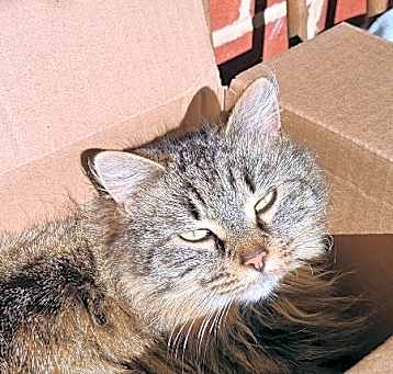 Photo of Sweetie