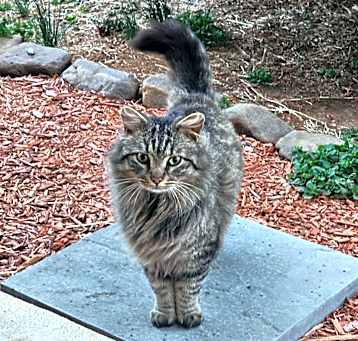 Photo of Thistle