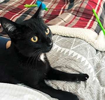 Photo of Marshmallow 