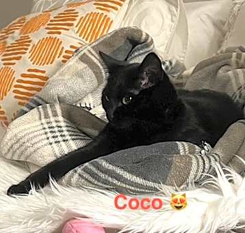 Photo of Coco 