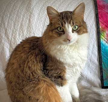 Photo of Candy