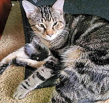Photo of Toby