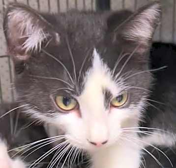 Photo of Harley