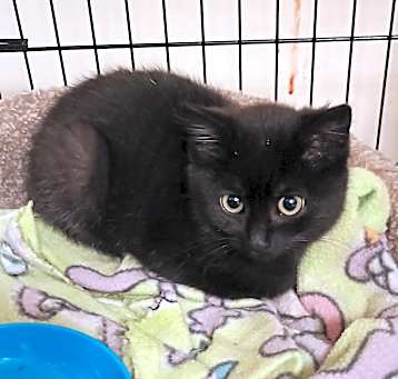 Photo of Tinker - shy & cuddly