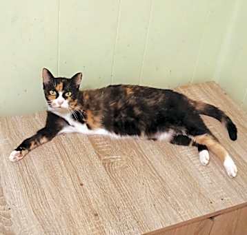 Photo of Shyla - tripod