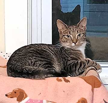 Photo of Billie - no fee