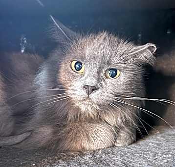 Photo of Skye (Barn Cat)
