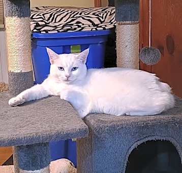Photo of Bonnie - blue eyes!