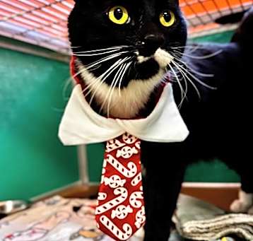 Photo of Luke Catwalker