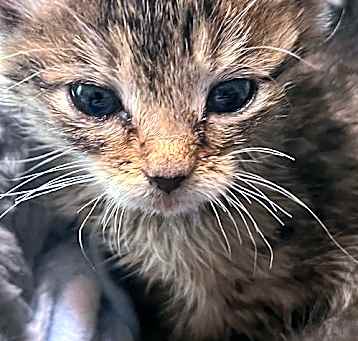 Photo of Topaz