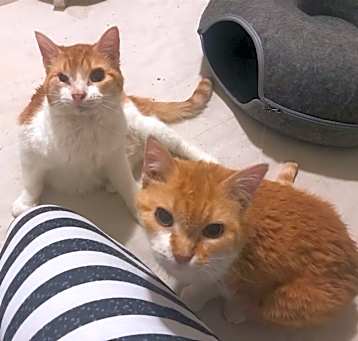 Photo of Peanut