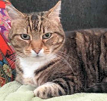 Photo of Pickle