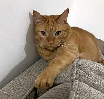 Photo of Dexter