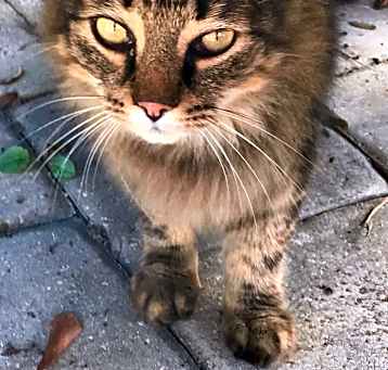 Photo of Meow Meow