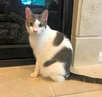 Photo of SIR REGINALD FLUFF