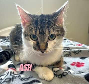Photo of Ash