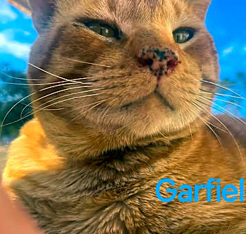 Photo of Garfield