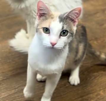 Photo of Dahlia