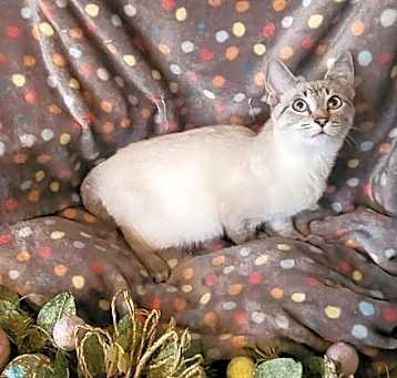 Photo of Figero