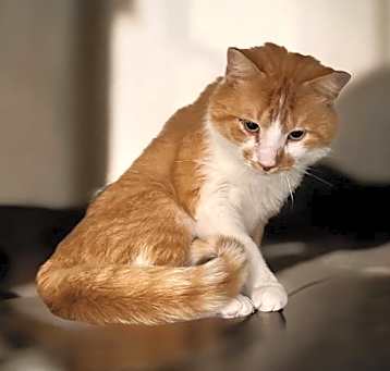 Photo of Mr. Biscuits