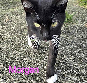 Photo of Morgan