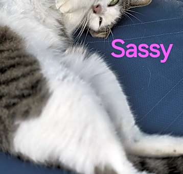 Photo of Sassy