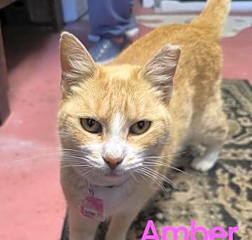 Photo of Amber