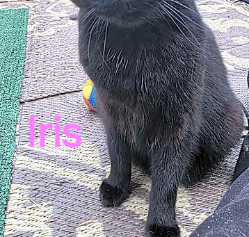 Photo of Iris
