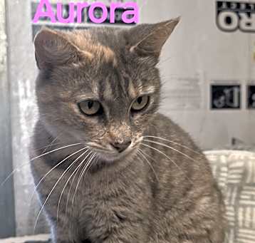 Photo of Aurora