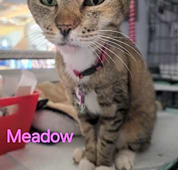 Photo of Meadow
