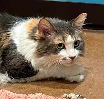 Photo of Lucy - AVAILABLE BARN BUDDY*
