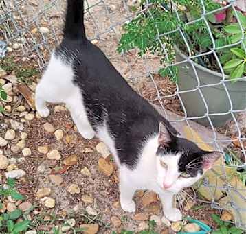 Photo of Alfalfa