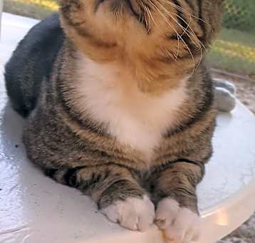 Photo of Tank