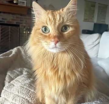 Photo of Peaches