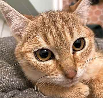 Photo of Cinnamon