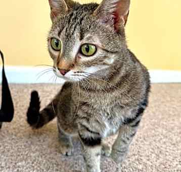 Photo of Pryde