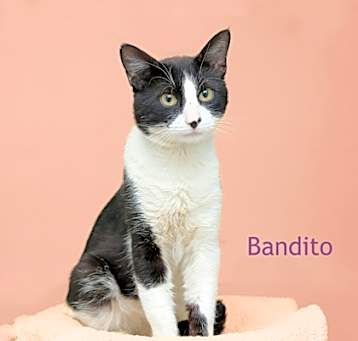 Photo of Bandito