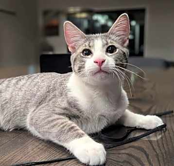 Photo of Milo