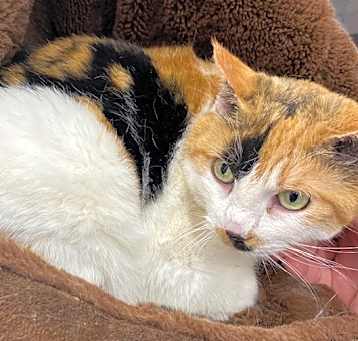 Photo of Belle